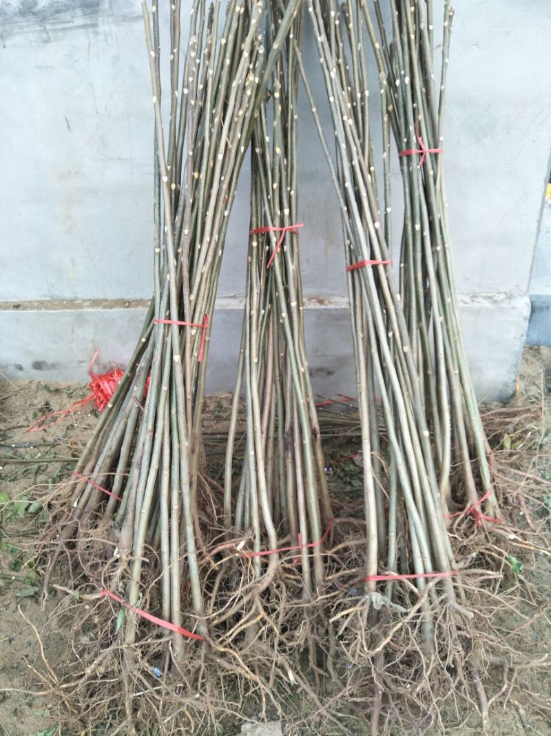 香椿苗基地红油香椿苗批发大棚种植效益高提供技术指导