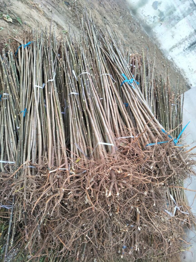 香椿苗基地红油香椿苗批发大棚种植效益高提供技术指导