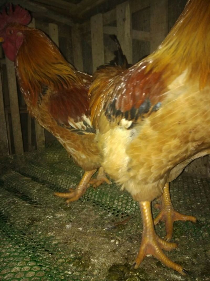 野菊花袋装