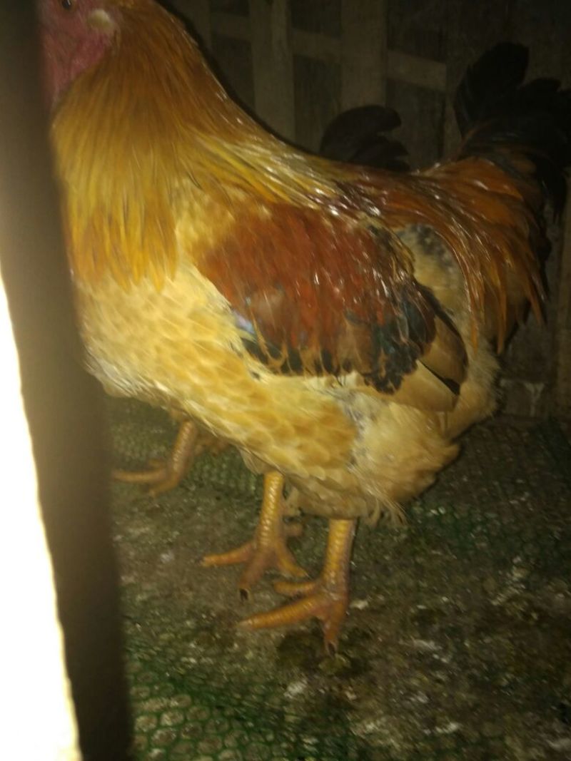 野菊花袋装