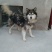 阿拉斯加雪橇犬公