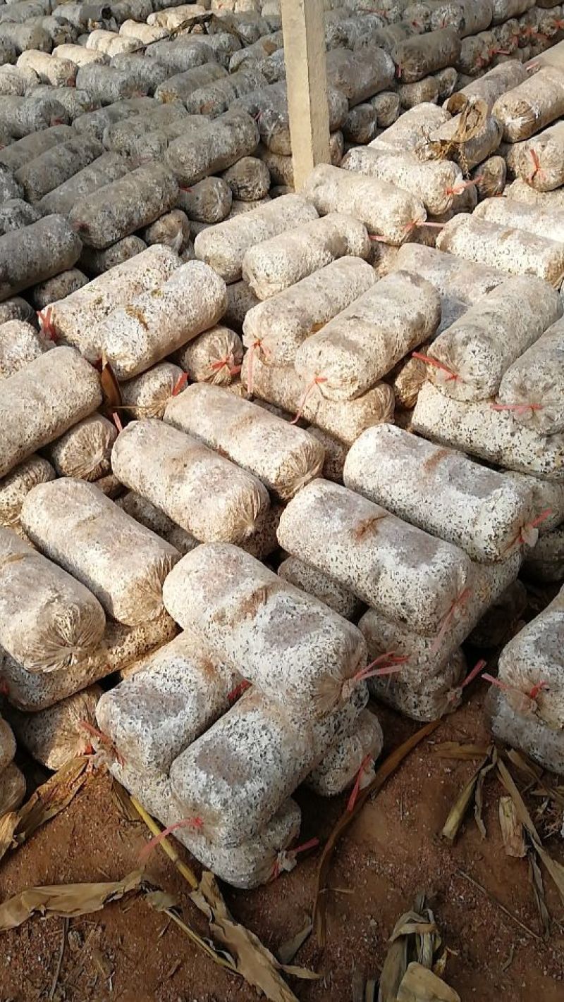 菌种河北菌种平菇菌种原种精心培育抗病高产菌棒