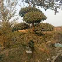 造型树