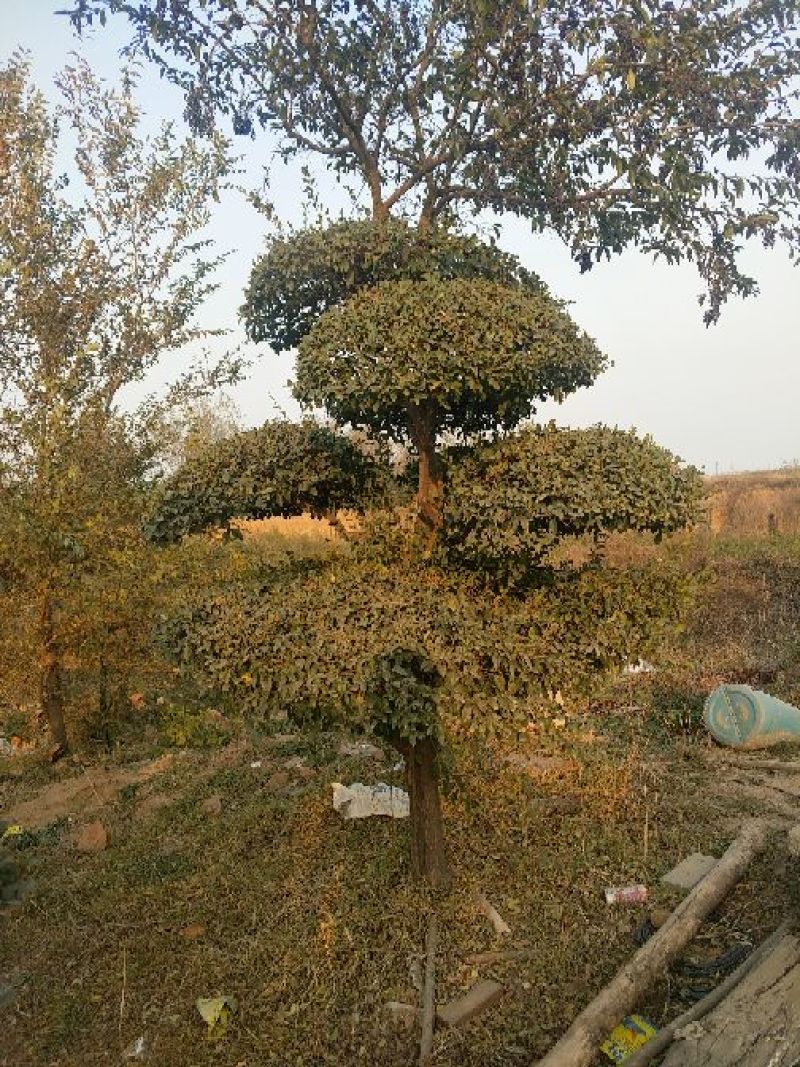 造型树