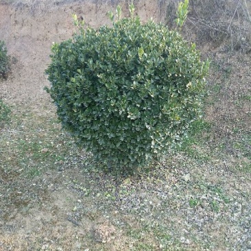 黄杨2~4cm4~6cm1.5~2米