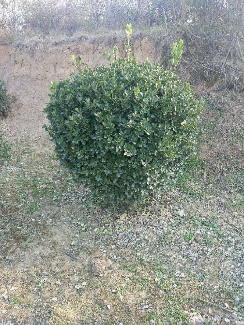 黄杨2~4cm4~6cm1.5~2米