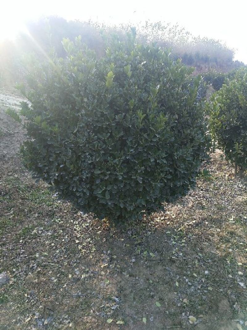 黄杨2~4cm4~6cm1.5~2米