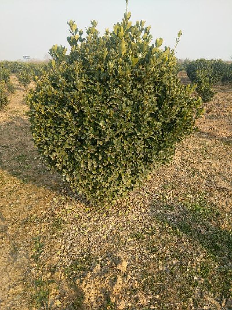 黄杨2~4cm4~6cm1.5~2米
