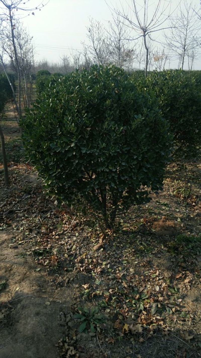 黄杨2~4cm4~6cm1.5~2米
