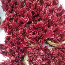 红油香椿苗大棚苗70~80cm