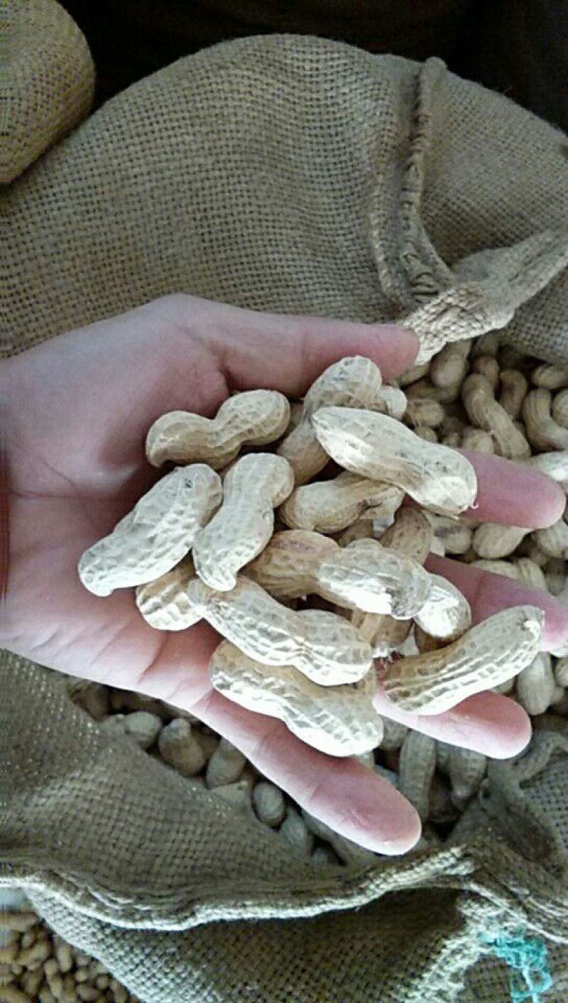 白沙系列干货带壳