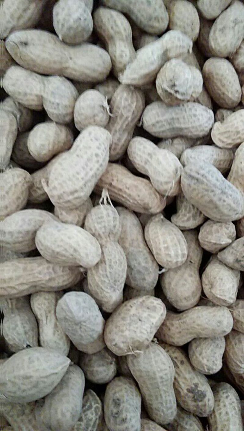 白沙系列干货带壳