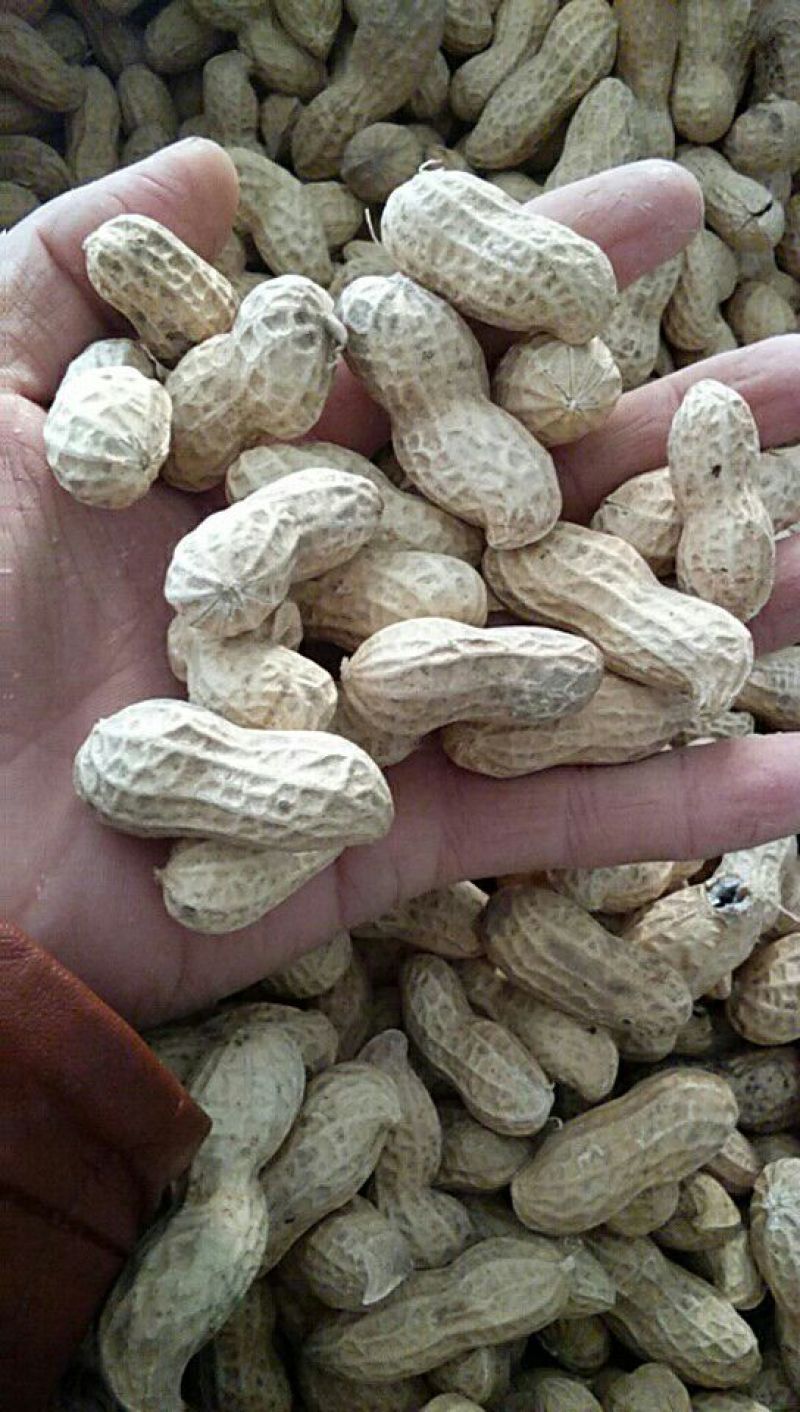 白沙系列干货带壳