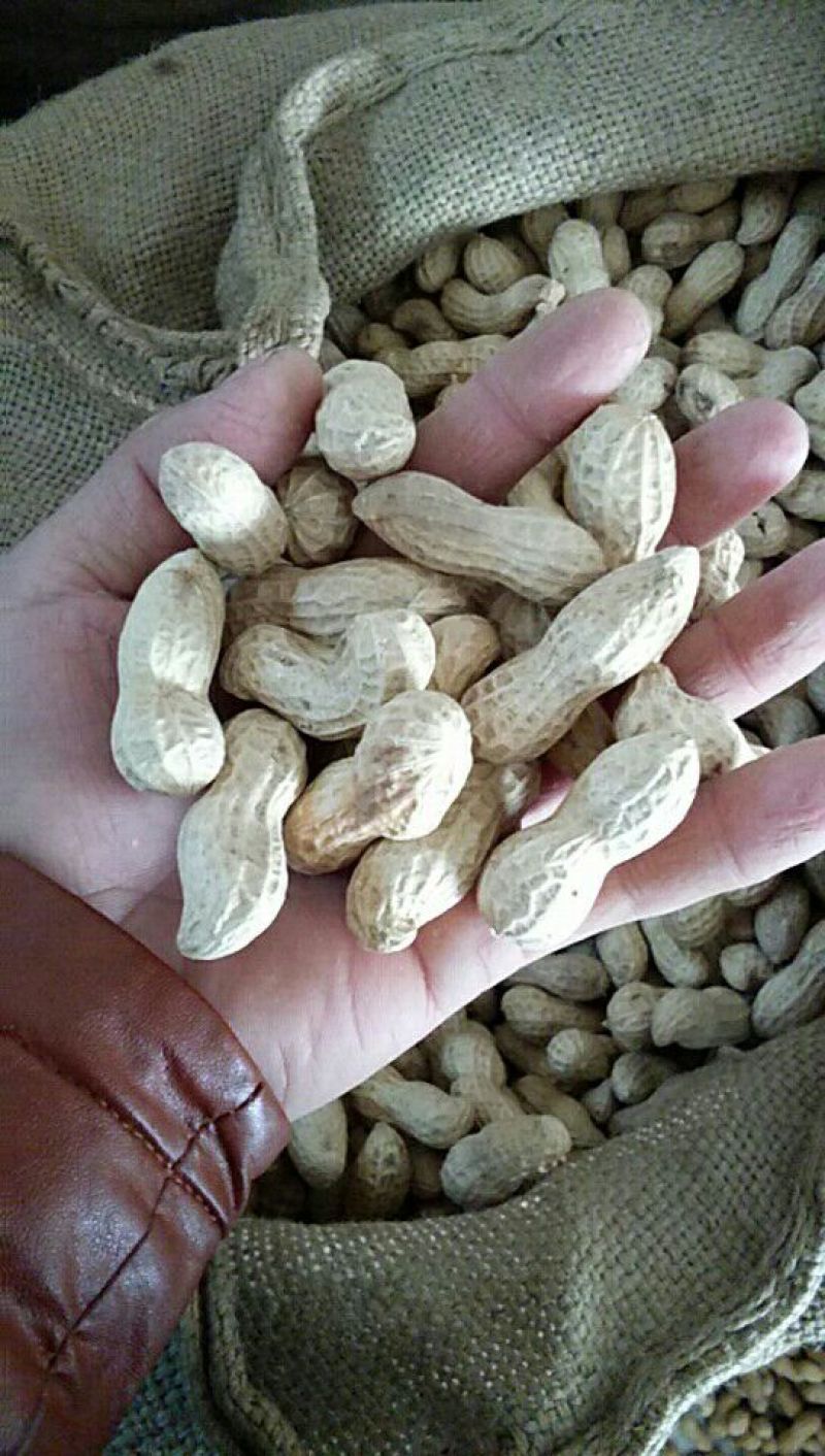 白沙系列干货带壳