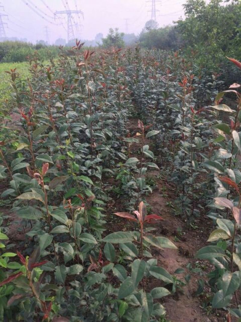 苹果树苗苹果苗新品种嫁接苹果苗烟富原生苗