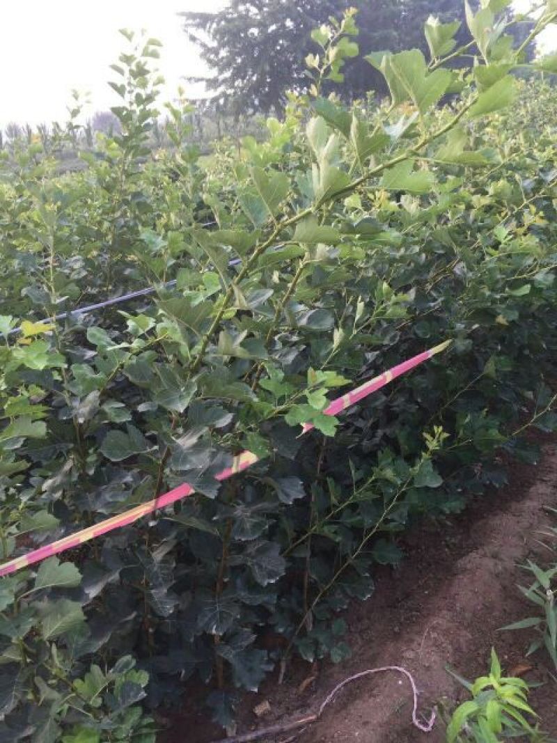 苹果树苗苹果苗新品种嫁接苹果苗烟富原生苗