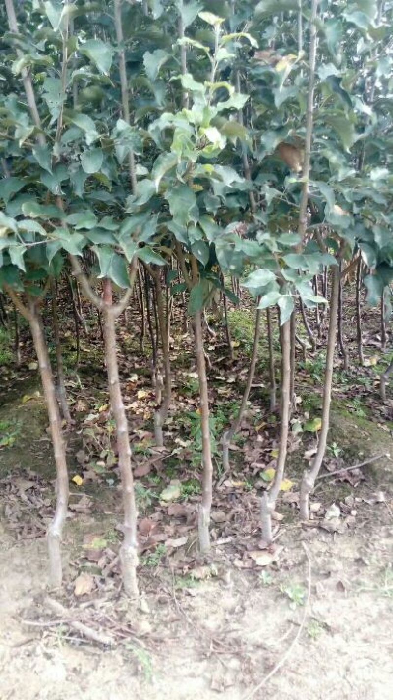 苹果树苗苹果苗新品种嫁接苹果苗烟富原生苗