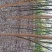 国槐6~8cm4~6cm1~2米