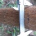 国槐6~8cm4~6cm1~2米