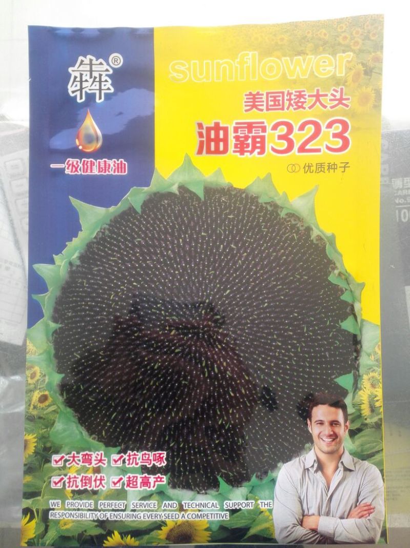 油霸323葵花向日葵美国矮大头油葵种子