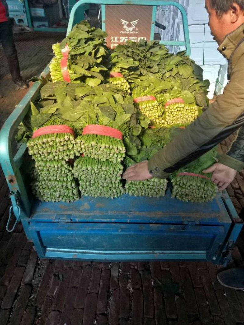 大叶菠菜25~30厘米
