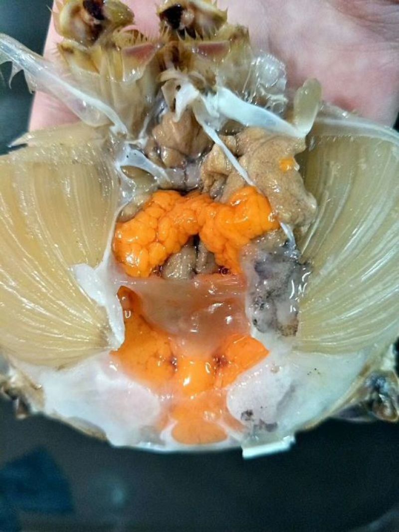 疣状梭子蟹食用