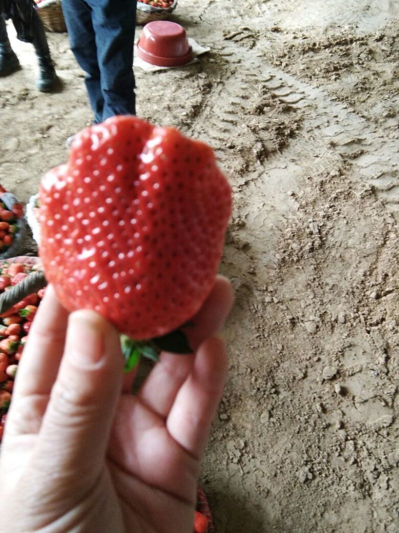 草莓30~40克