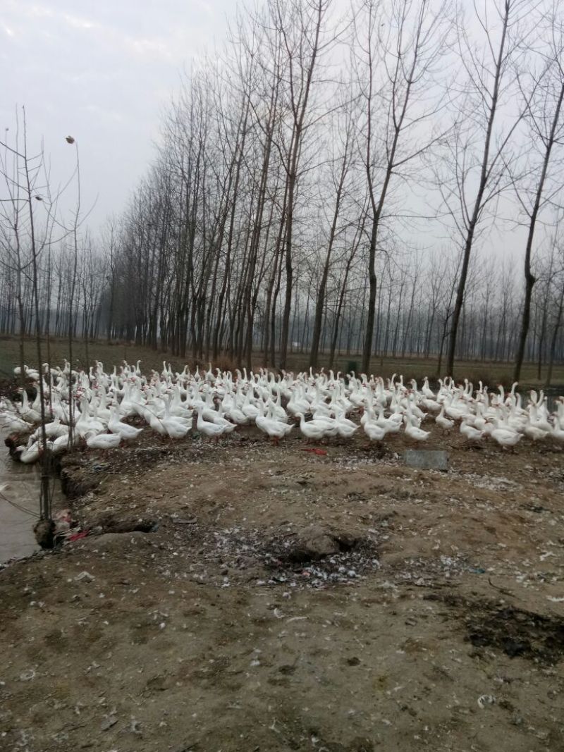 白鹅肉鹅8~10斤