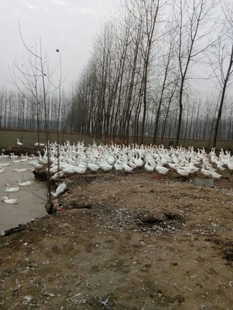 白鹅肉鹅8~10斤