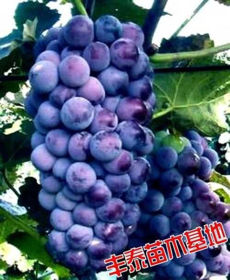 正品巨峰葡萄苗《38年专业苗圃基地质壮苗纯正品》