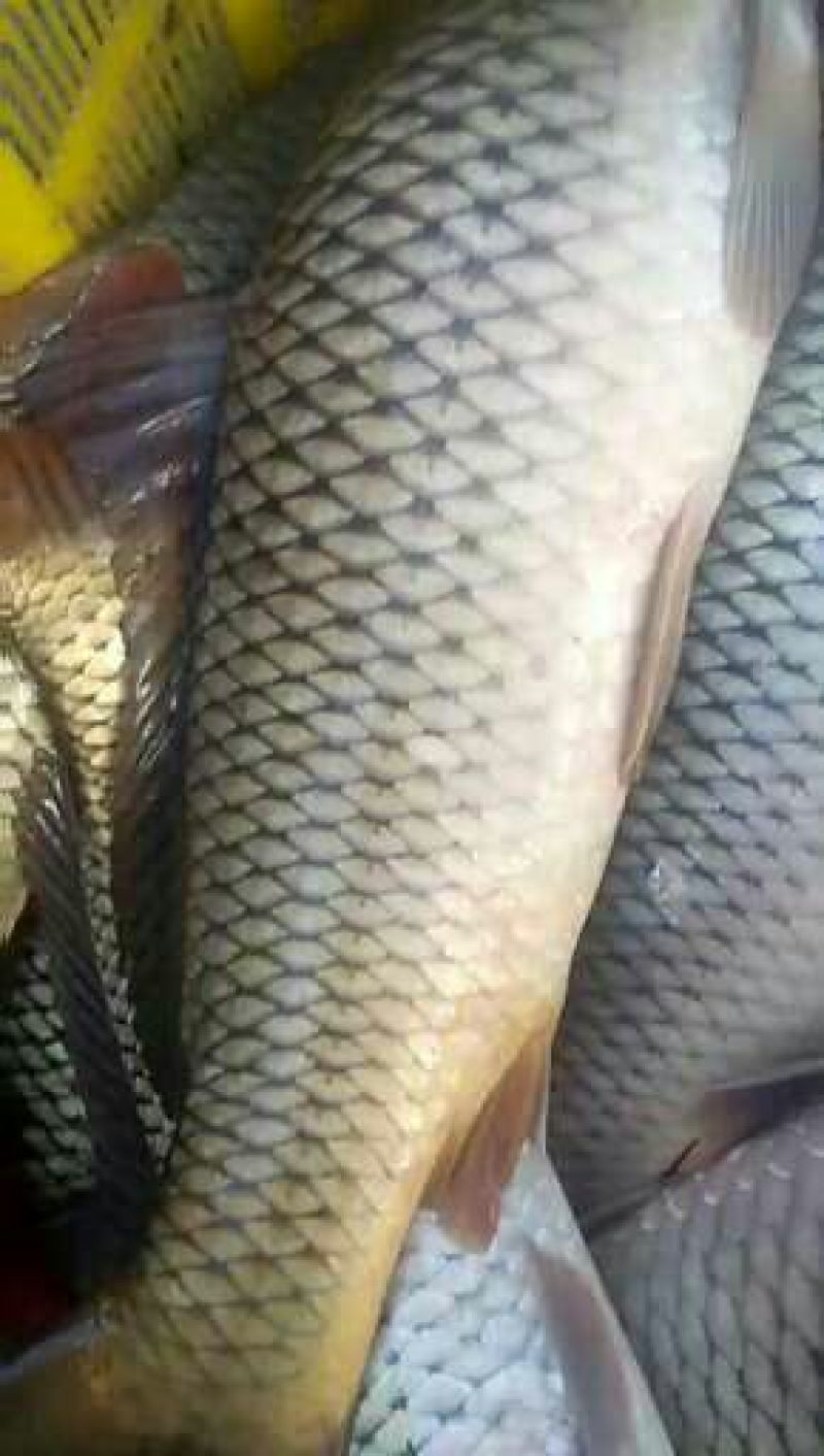 河鲤鱼食用1~2公斤