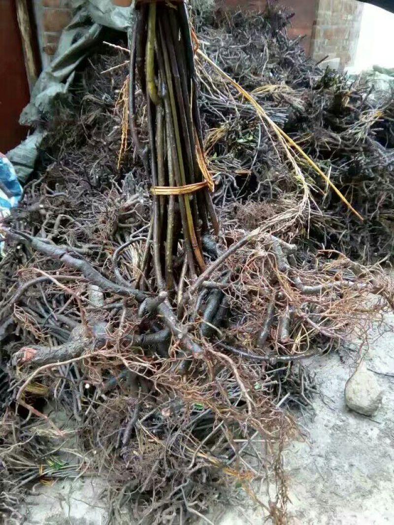 布福娜树苗30~50cm