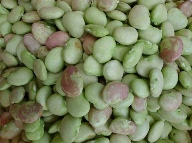 荷包豆花豆