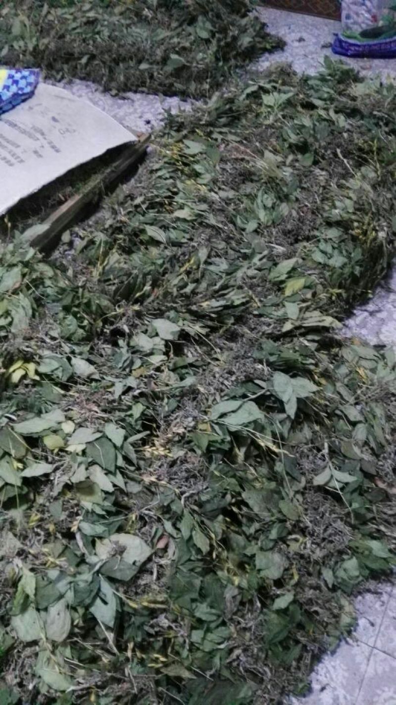 见血清