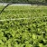 棒菜园叶棒菜芥菜圆叶芥菜花叶棒棒菜5两以上
