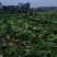棒菜园叶棒菜芥菜圆叶芥菜花叶棒棒菜5两以上