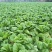 棒菜园叶棒菜芥菜圆叶芥菜花叶棒棒菜5两以上