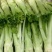棒菜园叶棒菜芥菜圆叶芥菜花叶棒棒菜5两以上