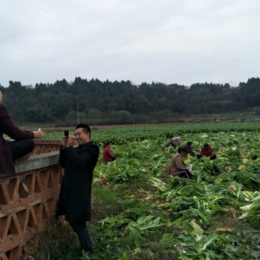 棒菜园叶棒菜芥菜圆叶芥菜花叶棒棒菜5两以上
