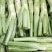 棒菜园叶棒菜芥菜圆叶芥菜花叶棒棒菜5两以上