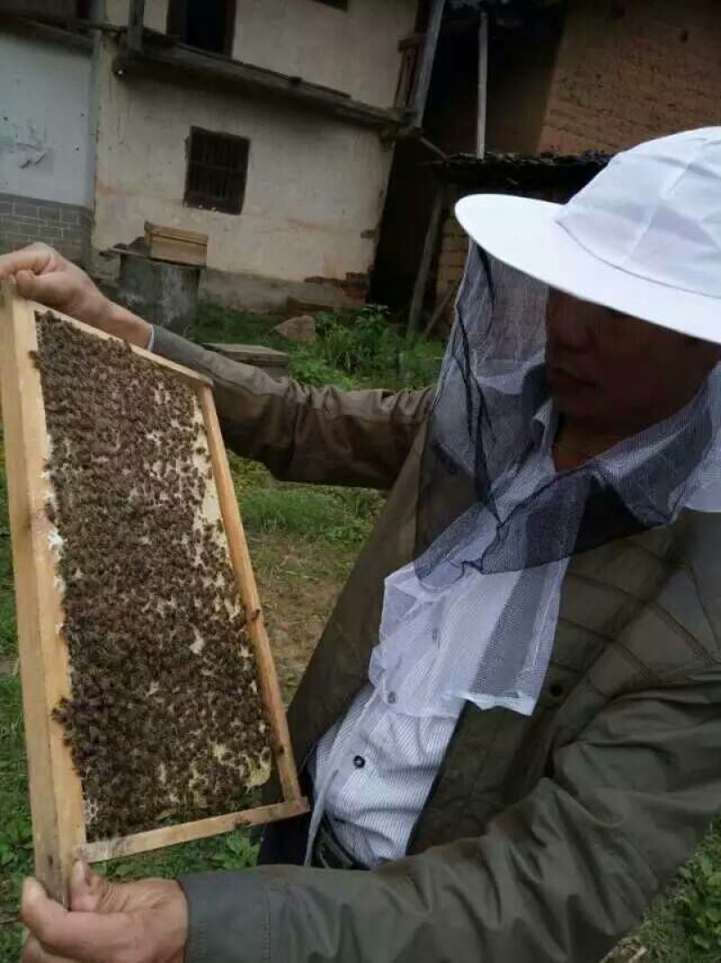 中蜂百花蜜自产自销