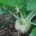 芥菜头大头菜、适合加工厂