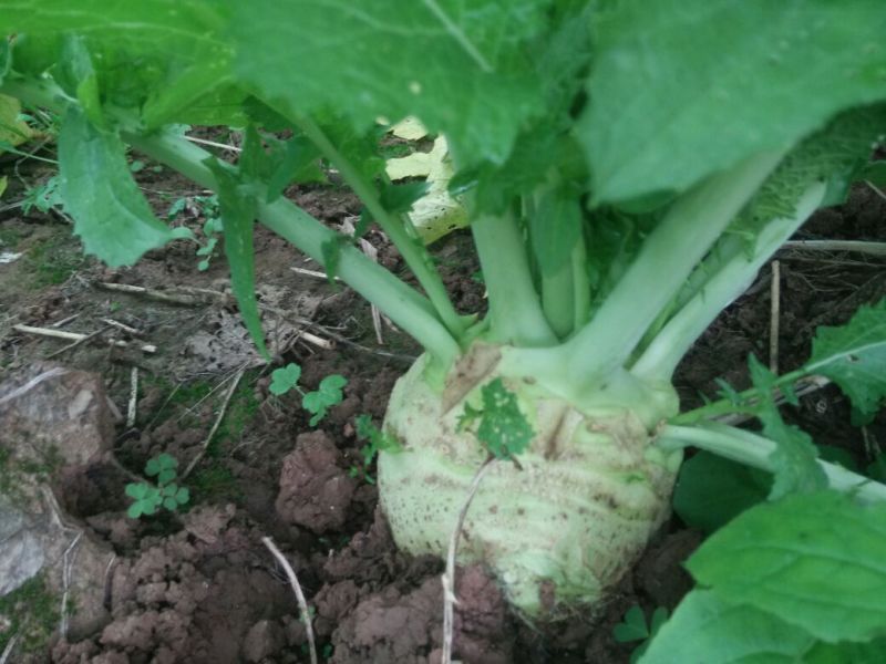 芥菜头大头菜、适合加工厂