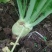 芥菜头大头菜、适合加工厂