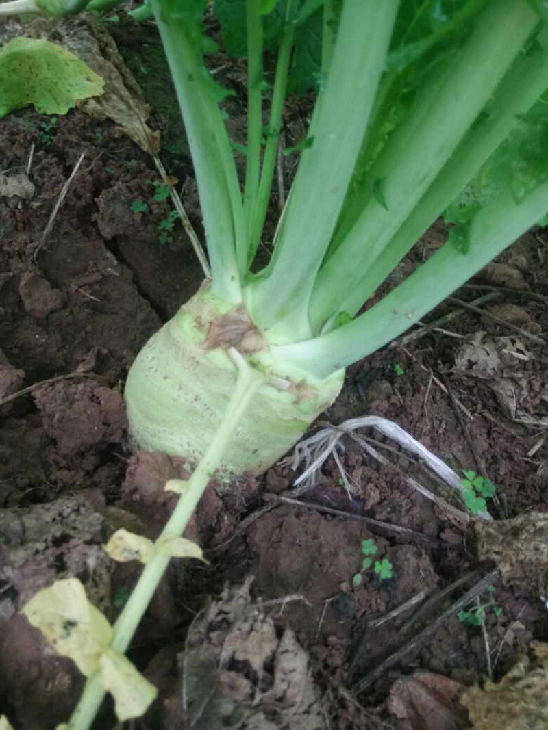 芥菜头大头菜、适合加工厂