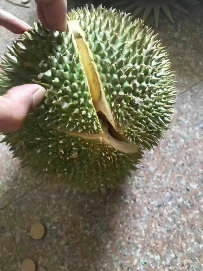 金枕榴莲一级果果园一手货源现摘现发，价格优惠质量保证