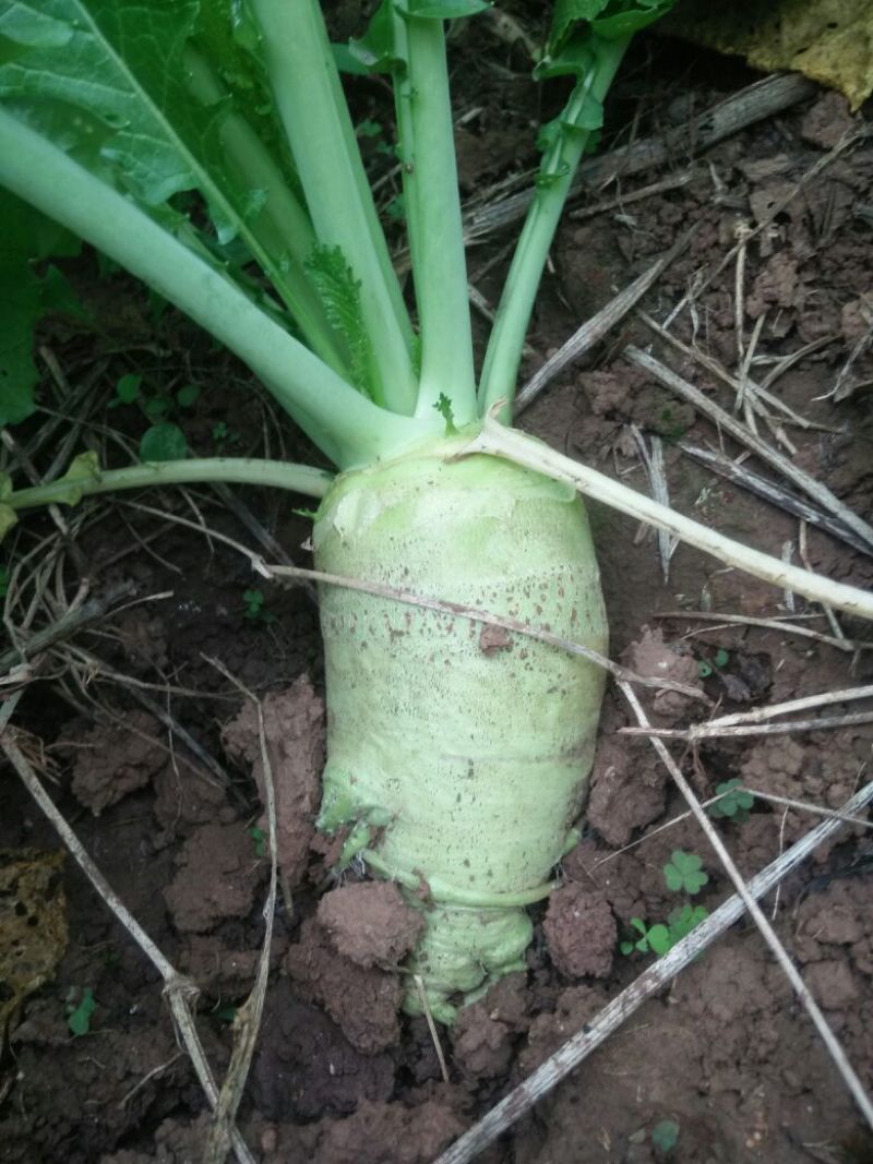 芥菜头大头菜、适合加工厂