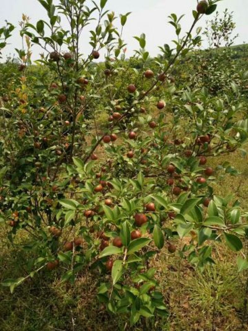 油茶苗嫁接油茶苗30-60