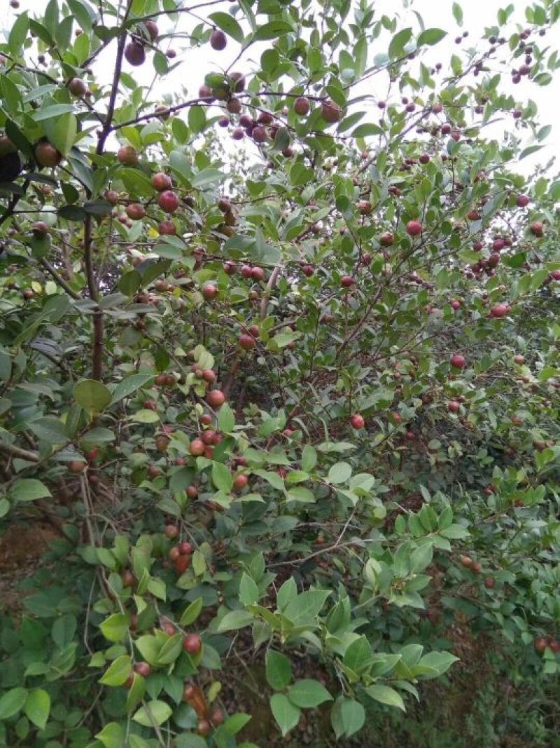 油茶苗嫁接油茶苗30-60