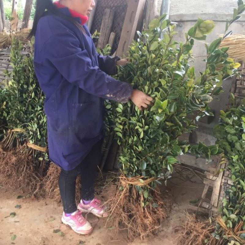 油茶苗嫁接油茶苗30-60